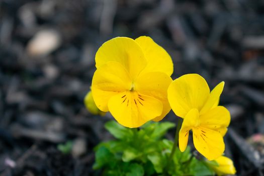 A Close Up of a Small Yellow Flower Sitting in a Bed of Black Mulch