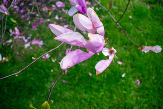 A Purple Flower Growing on a Branch on a Bush With Grass Behind It