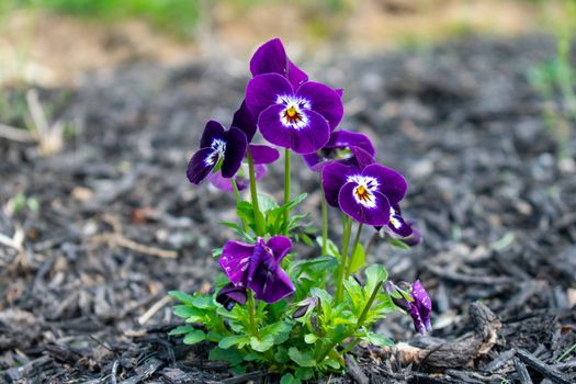 A Close Up Shot of Small Purple Flowers Sitting in a Bed of Black Mulch