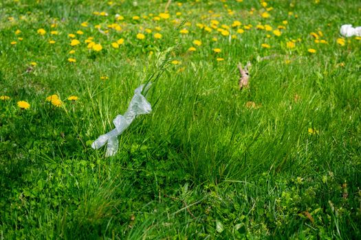 A Clear Plastic Medical Glove Sits on a Tall Piece of Grass Used to Protect From the COVID-19 Outbreak