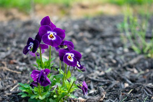 A Close Up Shot of Small Purple Flowers Sitting in a Bed of Black Mulch