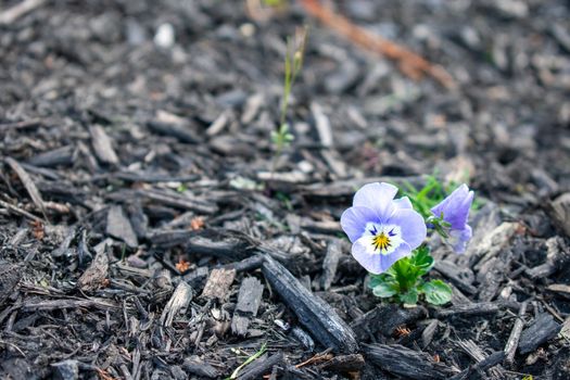 A Close Up Shot of Small Light Blue Flowers Sitting in a Bed of Black Mulch