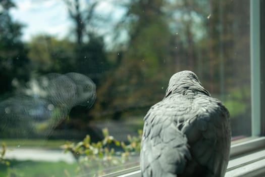 An African Grey Parrot Standing on a Large Windowsill Looking Longingly out the Window