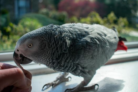 An African Grey Parrot on a Large Windowsill Next to a Person's Hand