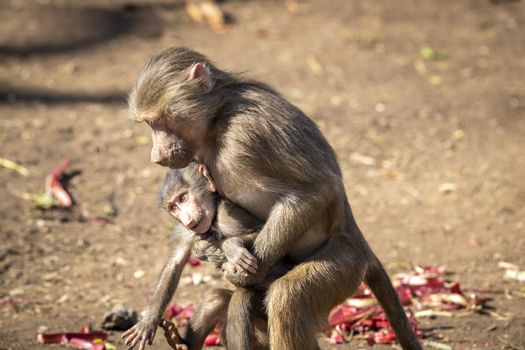 A baby Hamadryas Baboon playing outside with their family unit