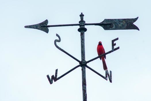 A Red Cardinal on a Directional Weathervane on a Blue Sky