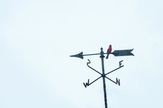 A Red Cardinal on a Directional Weathervane on a Blue Sky