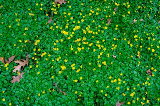 A Full Frame of Green Grass Clovers and Small Yellow Flowers