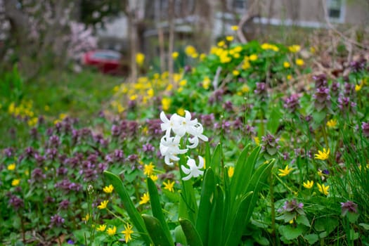 Small White Flowers in a Field Full of Plants in Spring