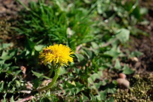 A Bee Pollenating a Small Yellow Flower