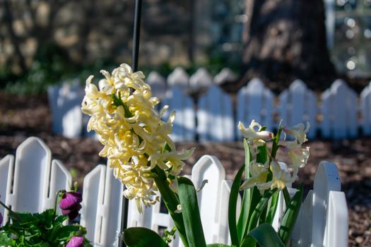 A Large White Flower in Front Of a Small Fence on a Suburban Front Lawn