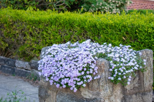 A Large Cobblestone Planter Full of Small Hanging Flowers