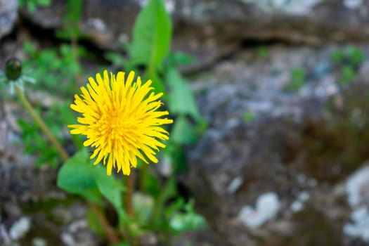 A Yellow Dandelion Growing Out of a Cobblestone Wall