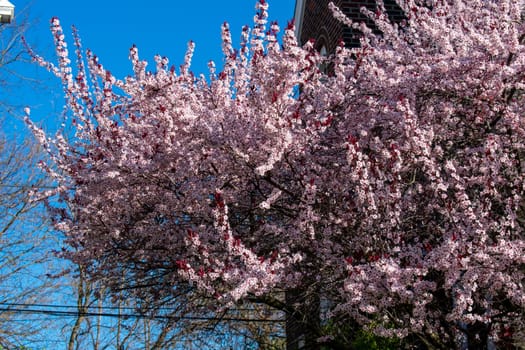 A Pink and White Cherry Blossom Tree on a Clear Blue Sky