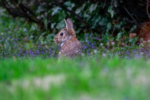 A Small Rabbit Peaking It's Head Up Above the Grass