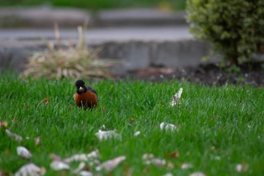 A Small Red Breasted Bird Looking at the Camera