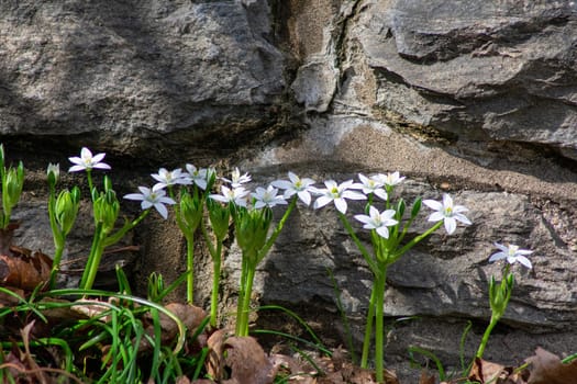 A Patch of Fresh White Flowers in Spring Growing Next to a Cobblestone Wall