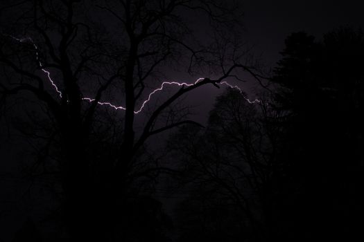 A Purple Lightning Strike Behind Silhouetted Trees