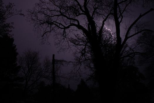 A Purple Lightning Strike Behind Silhouetted Trees