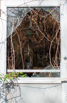 Looking Through a Broken Glass Door Into an Abandoned Greenhouse Full of Dead Vines and Plants