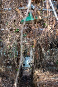 Inside an Abandoned Greenhouse Full of Dead Vines and Plants