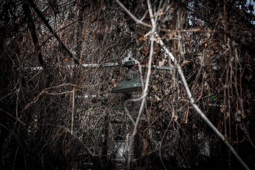 Inside an Abandoned Greenhouse Full of Dead Vines and Plants