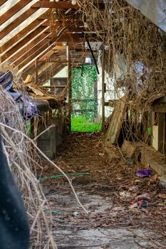 Looking Through an Old Abandoned Canvas Greenhouse With a Bright Green Room Full of Plants in the Back