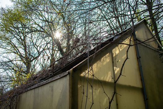 An Abandoned Greenhouse With Yellowed Panels in the Forest With a Sunset Sky Behind It