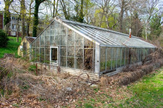 An Abandoned Glass Greenhouse Full of Dead Vines and Plants