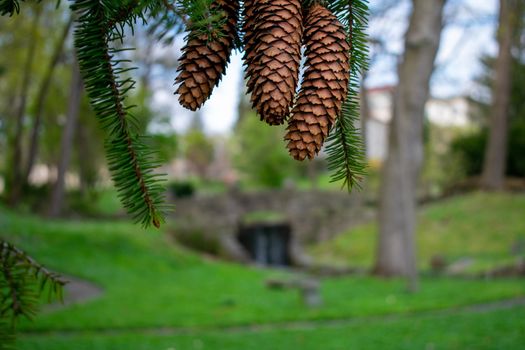 Large Pinecones Hanging From the Branch of a Pine Tree