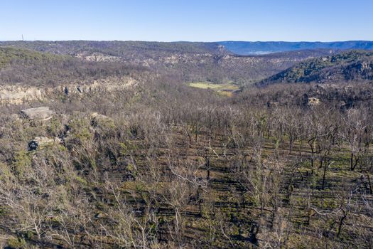 Aerial view of forest regeneration after bushfires in The Blue Mountains in New South Wales in Australia