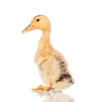 Cute little yellow newborn duckling isolated on white background. Newly hatched duckling on a chicken farm.