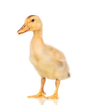 Cute little yellow newborn duckling isolated on white background. Newly hatched duckling on a chicken farm.