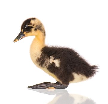 Cute little black newborn duckling isolated on white background. Newly hatched duckling on a chicken farm.