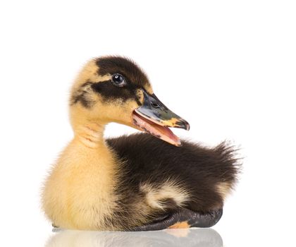 Cute little black newborn duckling isolated on white background. Newly hatched duckling on a chicken farm.