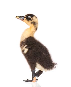 Cute little black newborn duckling isolated on white background. Newly hatched duckling on a chicken farm.