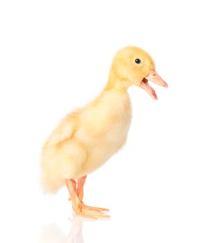 Cute little yellow newborn duckling isolated on white background. Newly hatched duckling on a chicken farm.