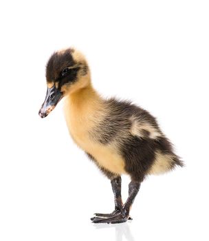 Cute little black newborn duckling isolated on white background. Newly hatched duckling on a chicken farm.