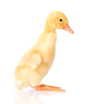 Cute little yellow newborn duckling isolated on white background. Newly hatched duckling on a chicken farm.