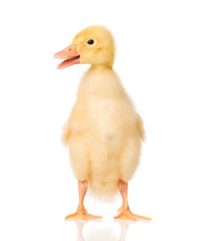 Cute little yellow newborn duckling isolated on white background. Newly hatched duckling on a chicken farm.