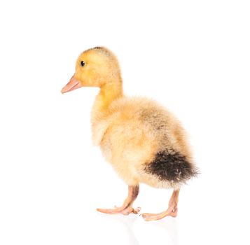 Cute little yellow newborn duckling isolated on white background. Newly hatched duckling on a chicken farm.