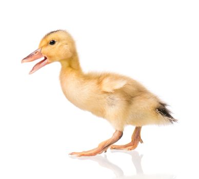 Cute little yellow newborn duckling isolated on white background. Newly hatched duckling on a chicken farm.