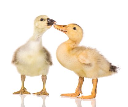 Cute little newborn fluffy gosling and duckling. Two young goose and duck isolated on a white background. Nice birds.