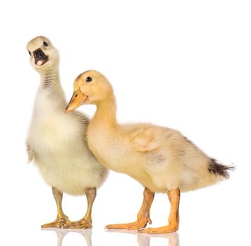 Cute little newborn fluffy gosling and duckling. Two young goose and duck isolated on a white background. Nice birds.