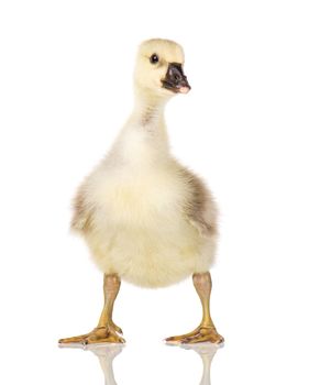 Cute little newborn fluffy gosling. One young goose isolated on a white background. Nice geese big bird.