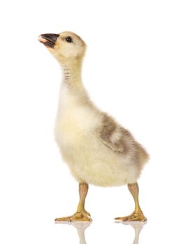 Cute little newborn fluffy gosling. One young goose isolated on a white background. Nice geese big bird.