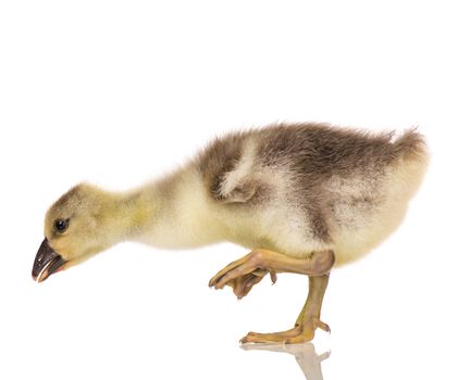 Cute little newborn fluffy gosling. One young goose isolated on a white background. Nice geese big bird.