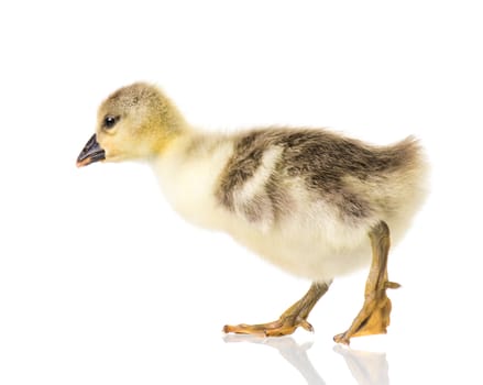 Cute little newborn fluffy gosling. One young goose isolated on a white background. Nice geese big bird.