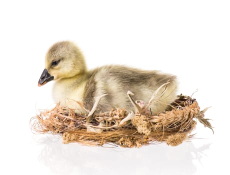 Cute little newborn fluffy gosling in nest. One young goose isolated on a white background. Nice geese big bird.