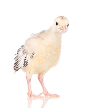 Cute little newborn chicken turkey, isolated on white background. One young nice big bird.